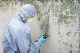 Best Mold Damage Restoration  in Raytown, MO